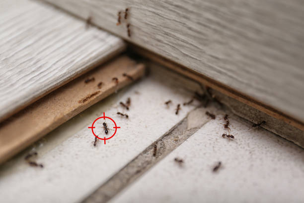 Best Residential Pest Control  in Ave Maria, FL