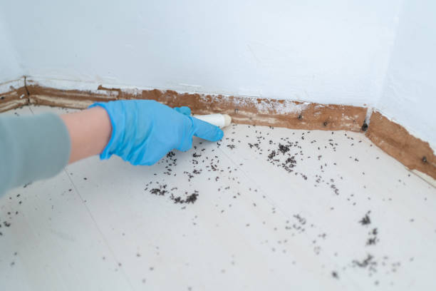 Best Mosquito Control Services  in Ave Maria, FL